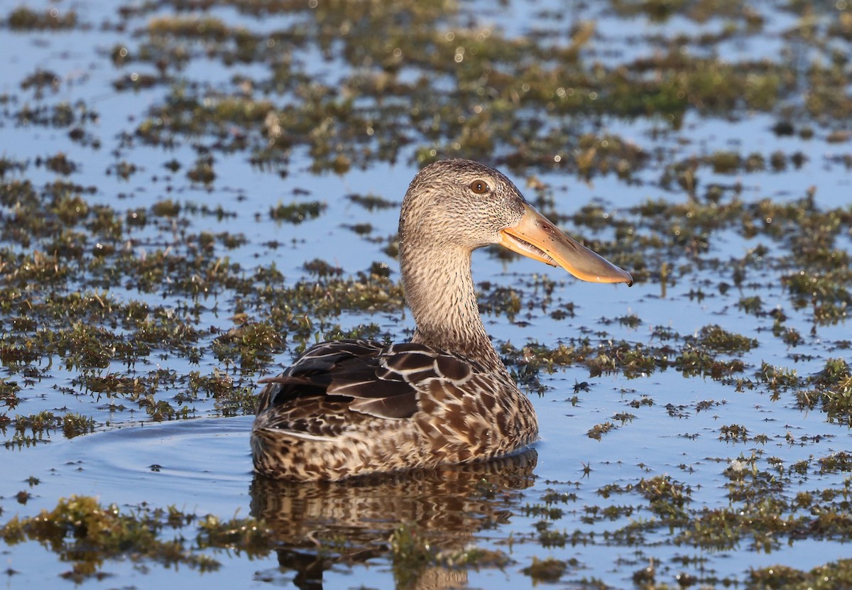 Ahate mokozabal zuria - ML645477920