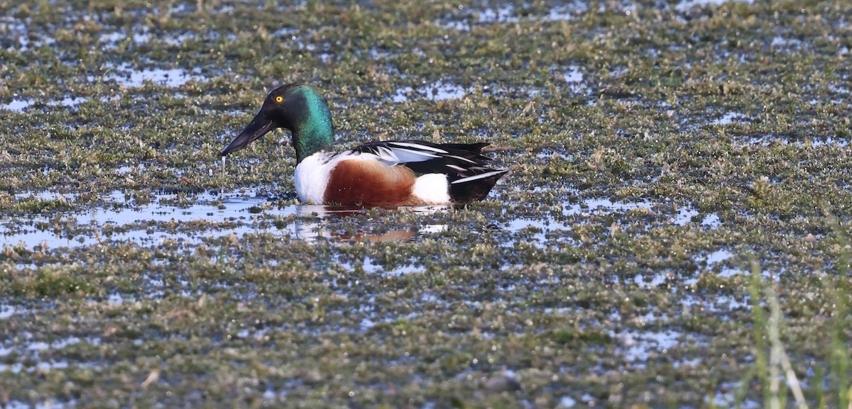 Ahate mokozabal zuria - ML645477921