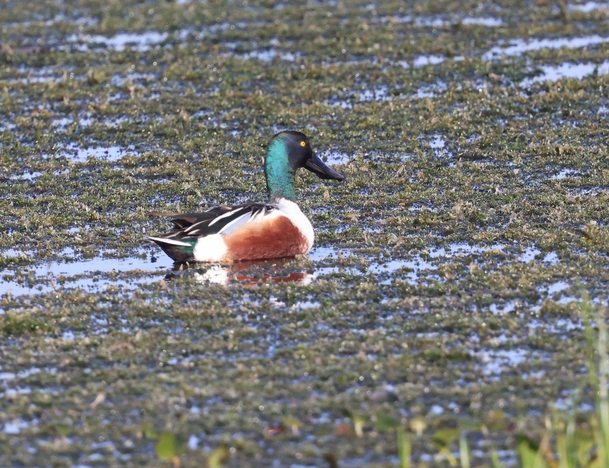 Ahate mokozabal zuria - ML645477922