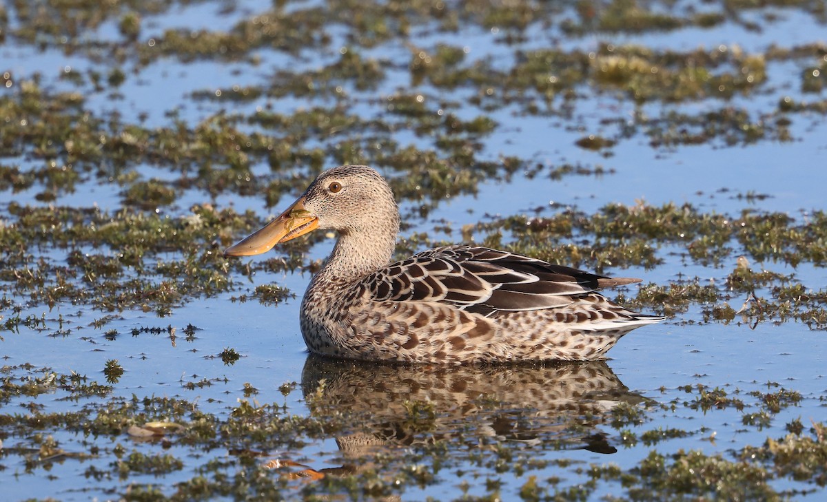 Ahate mokozabal zuria - ML645477923