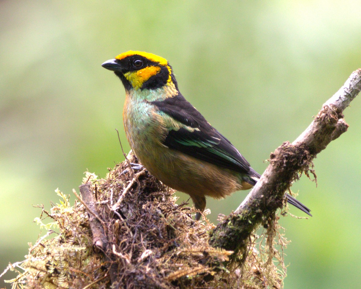 Flame-faced Tanager - ML645477926