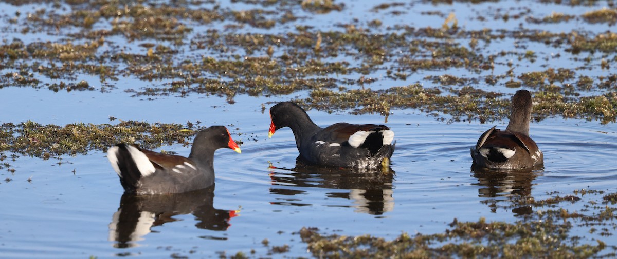 Amerika Sutavuğu - ML645477938