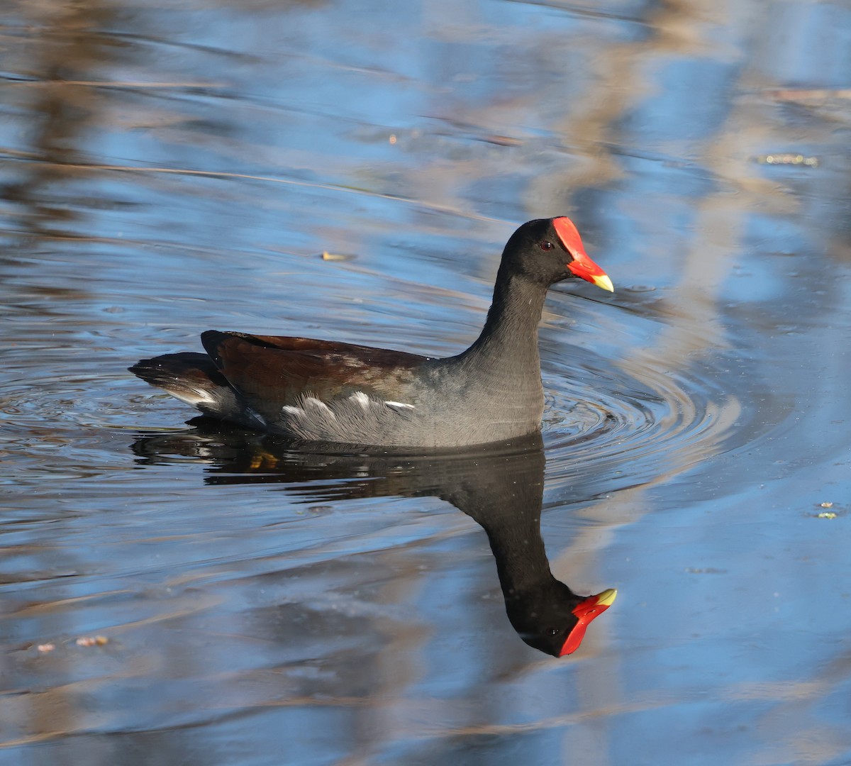 Amerika Sutavuğu - ML645477939