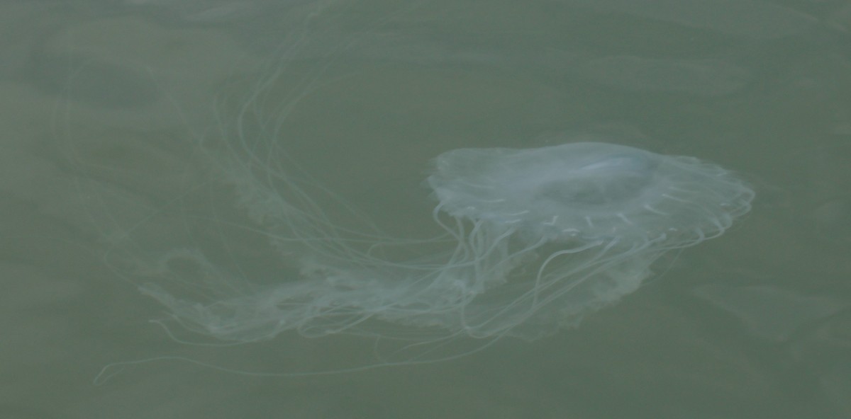 Bay Nettle - ML645477944