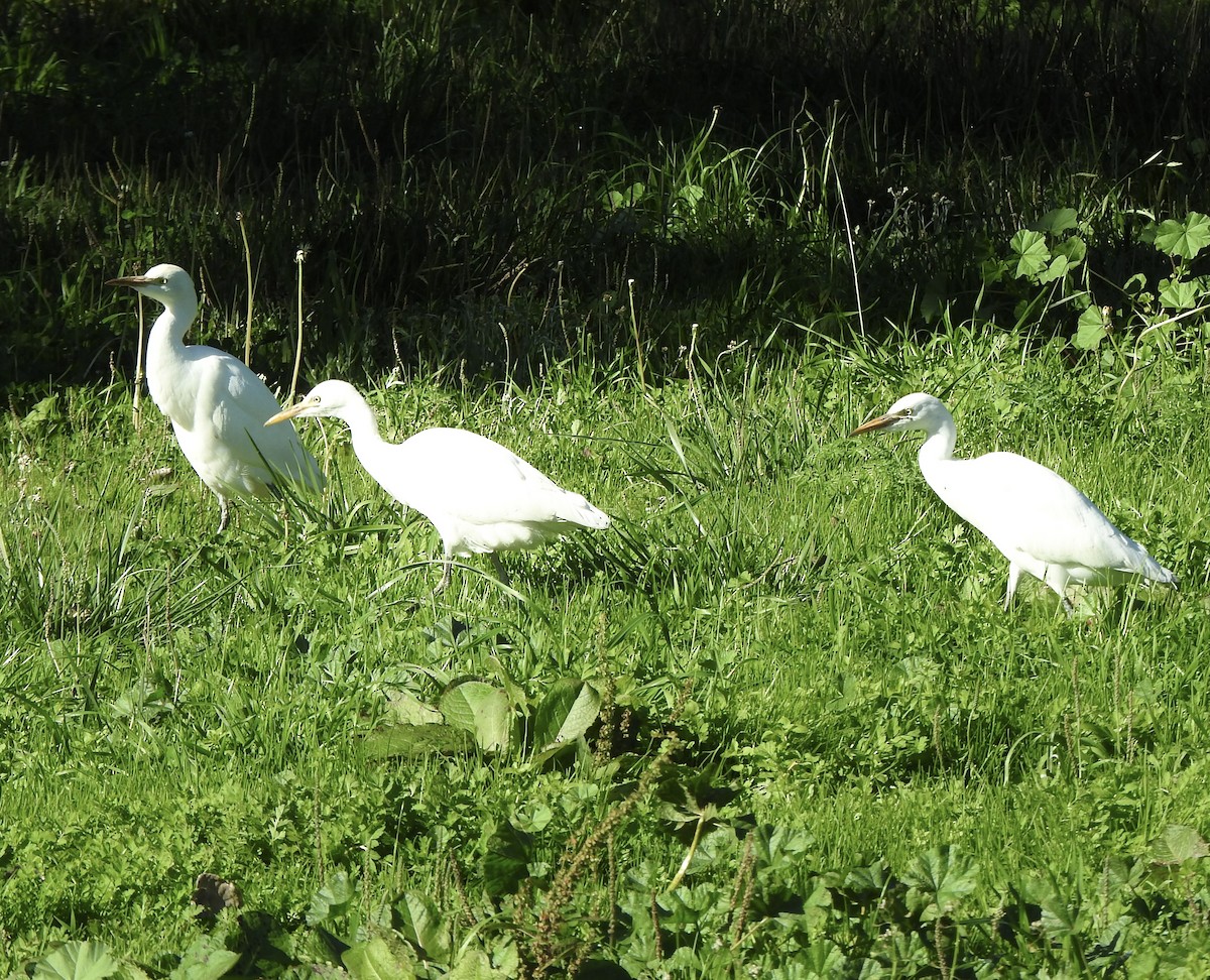 Western Cattle-Egret - ML645477947