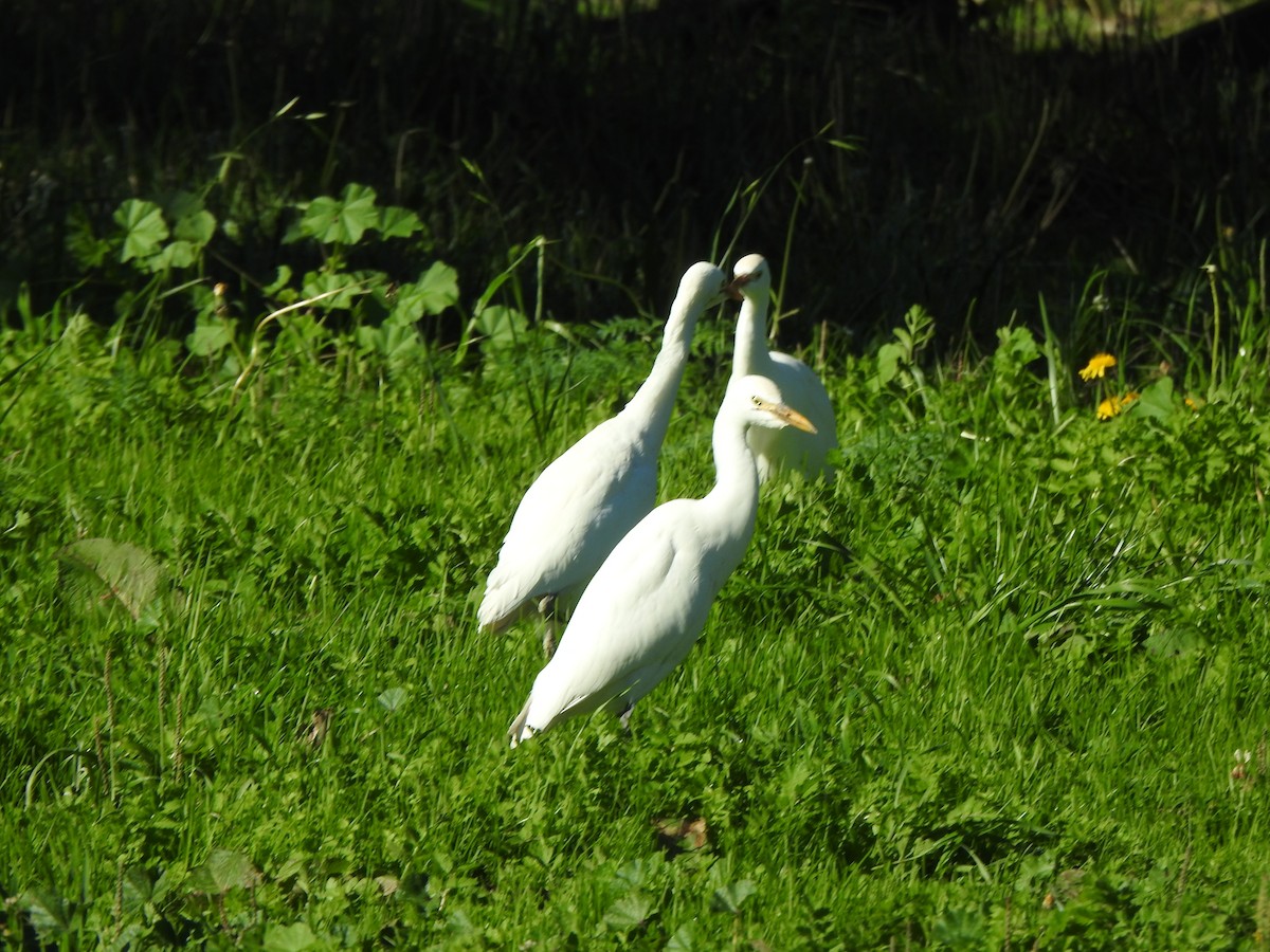 Western Cattle-Egret - ML645477948