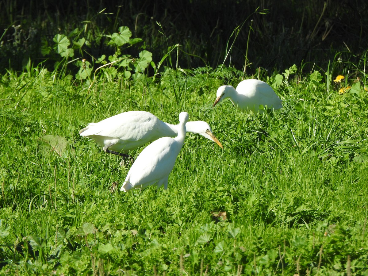 Western Cattle-Egret - ML645477949