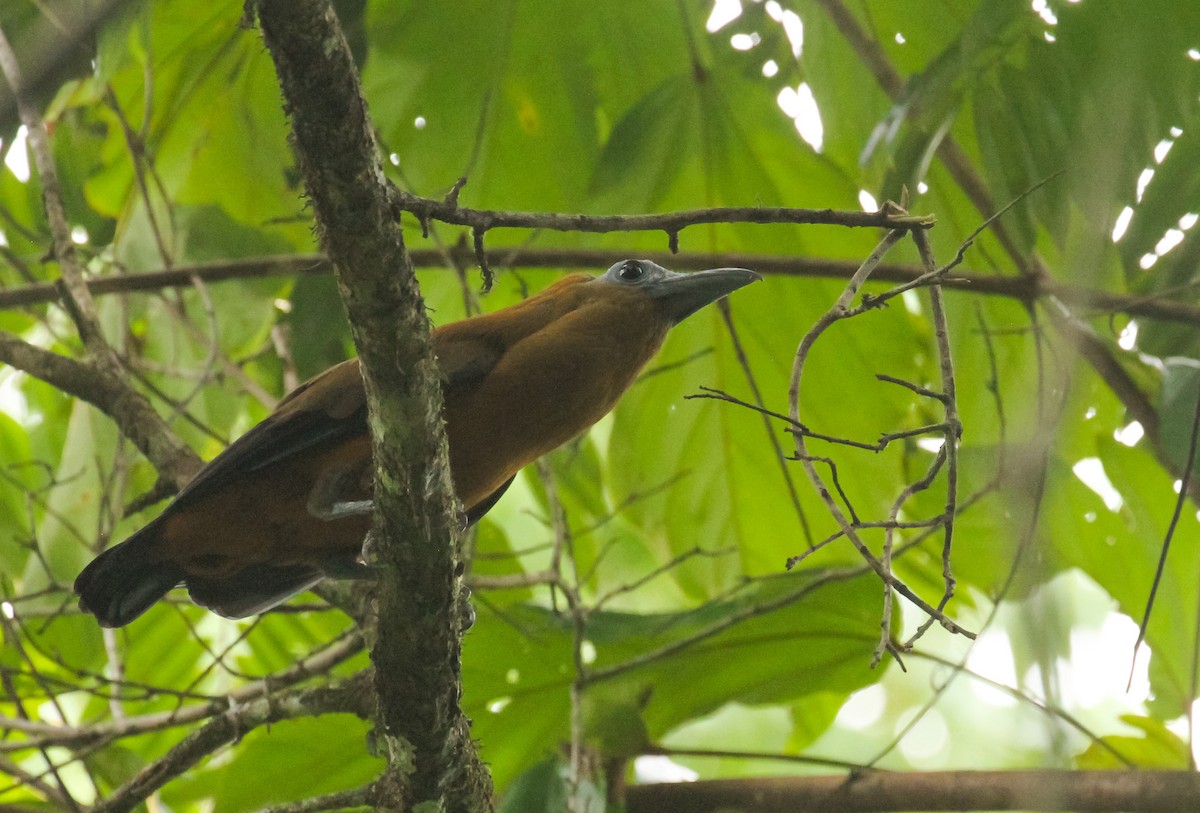 Capuchinbird - ML645477954