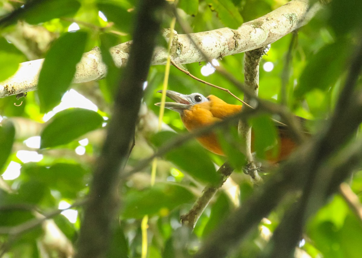 Capuchinbird - ML645477955