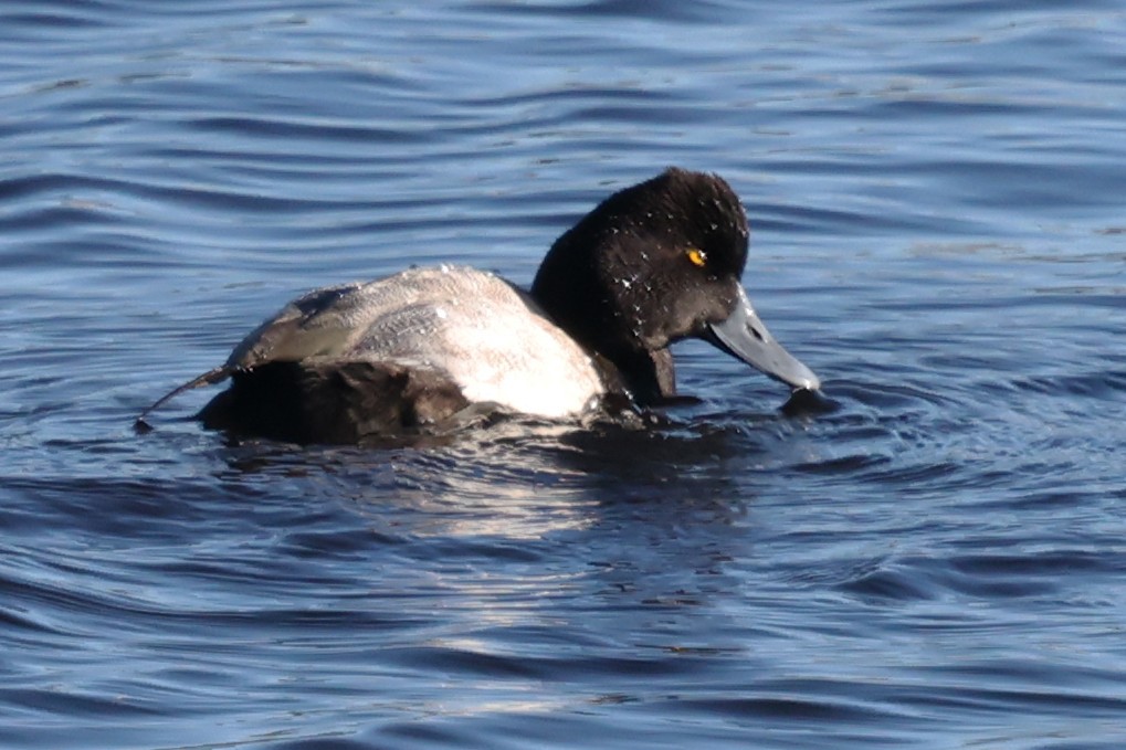 Porrón Bola - ML645477979