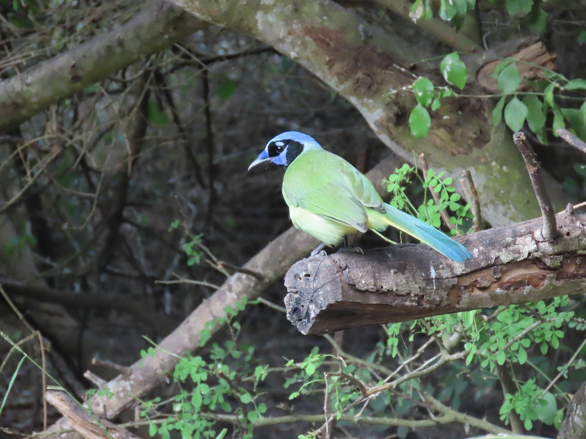 Geai vert - ML645477984