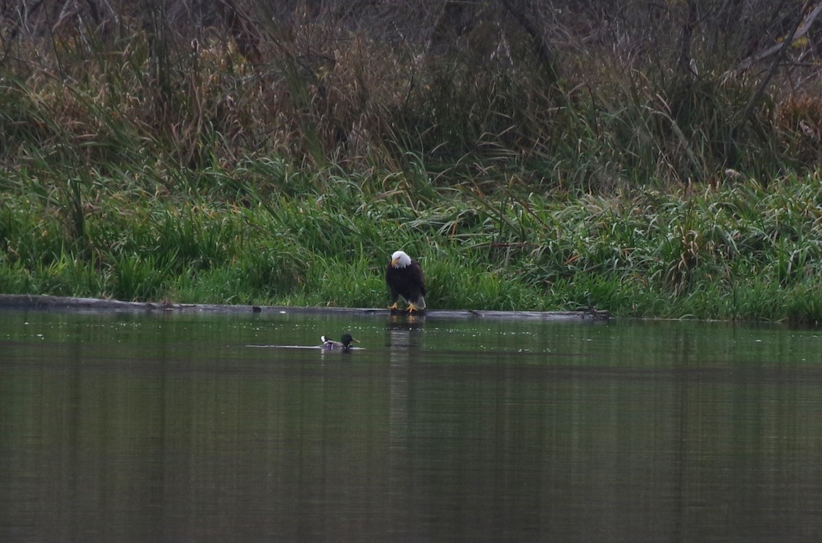 Bald Eagle - ML645477985
