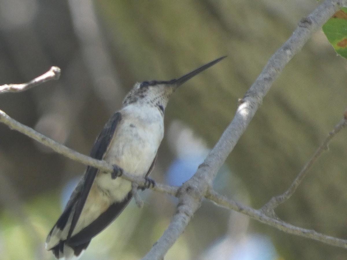 Black-chinned Hummingbird - ML645477991