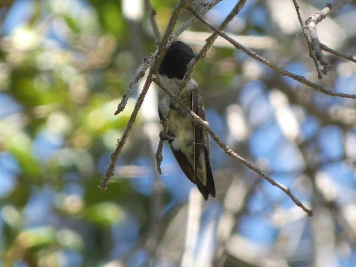 Black-chinned Hummingbird - ML645477999