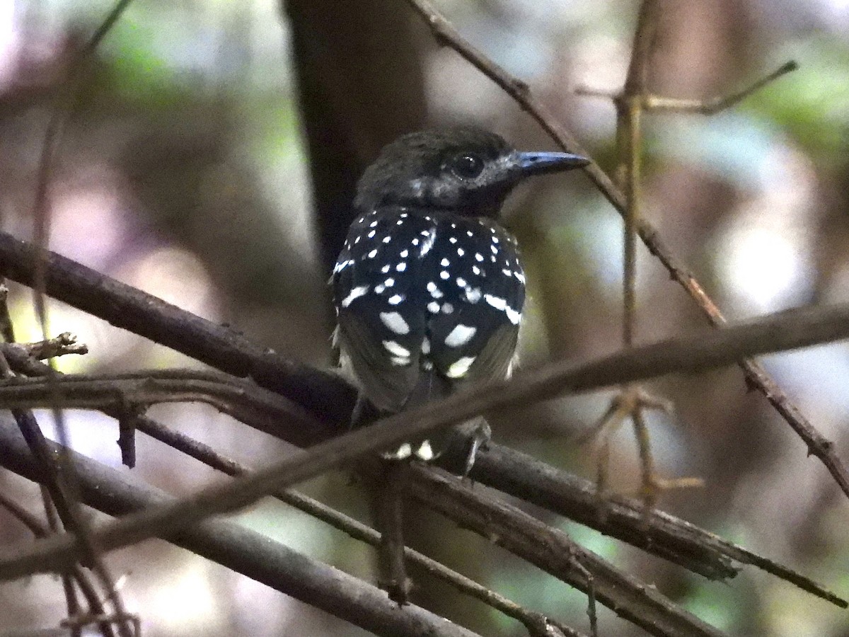 Жемчужноспинная муравьеловка - ML645478004