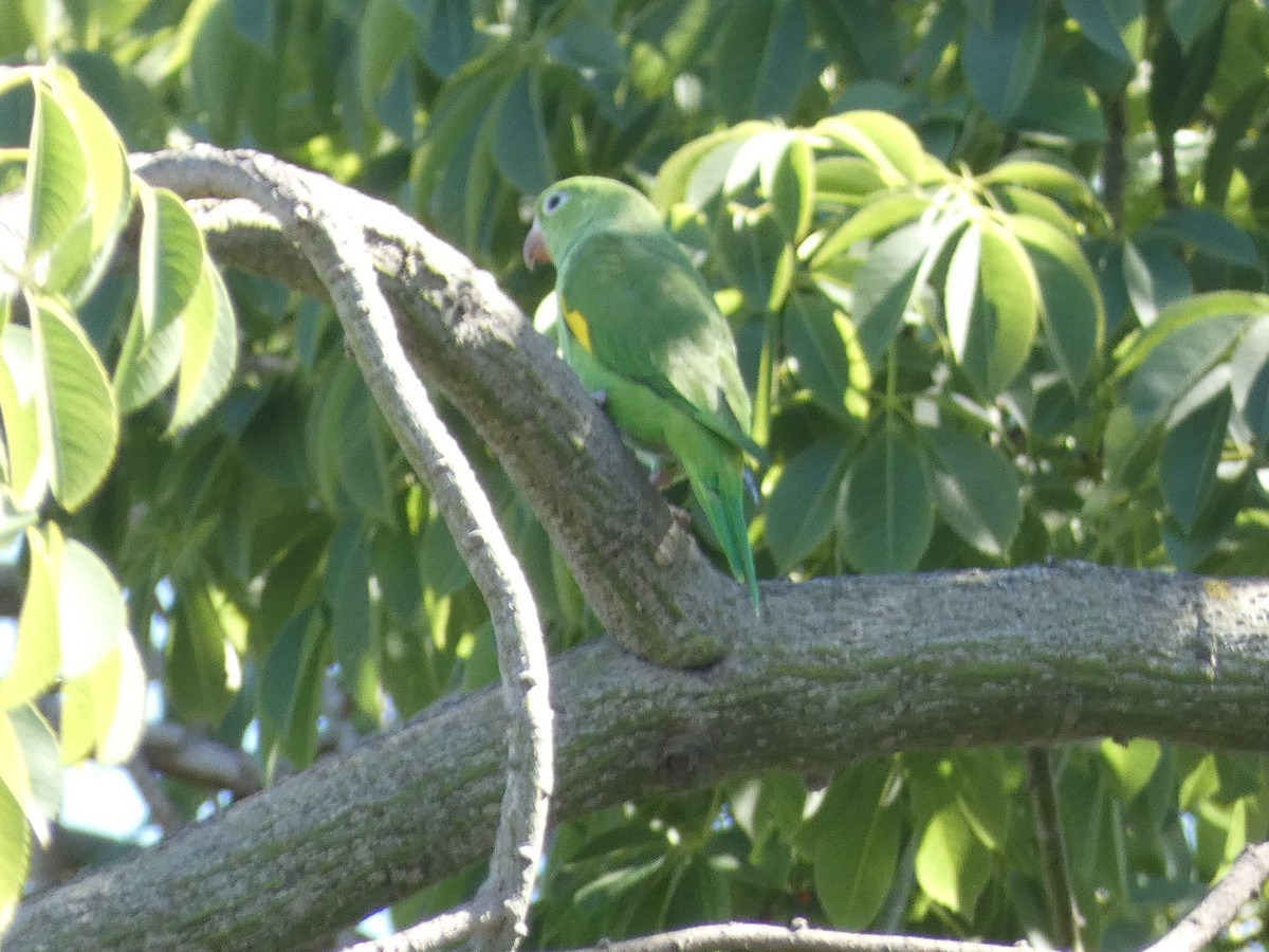 Yellow-chevroned Parakeet - ML645478012
