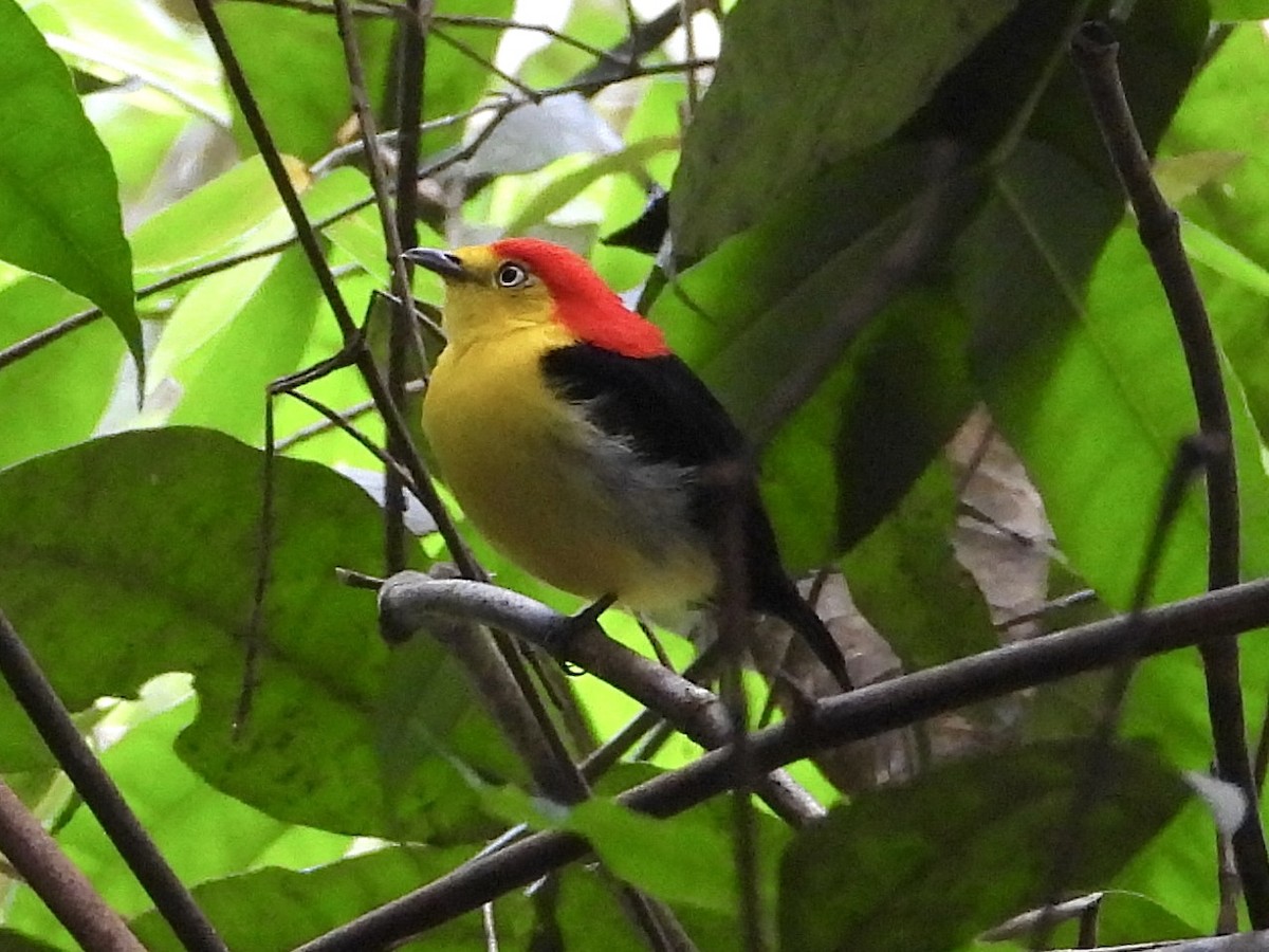 Wire-tailed Manakin - ML645478014