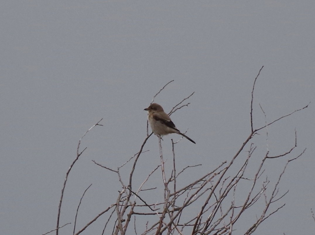 Alcaudón Boreal - ML645478022