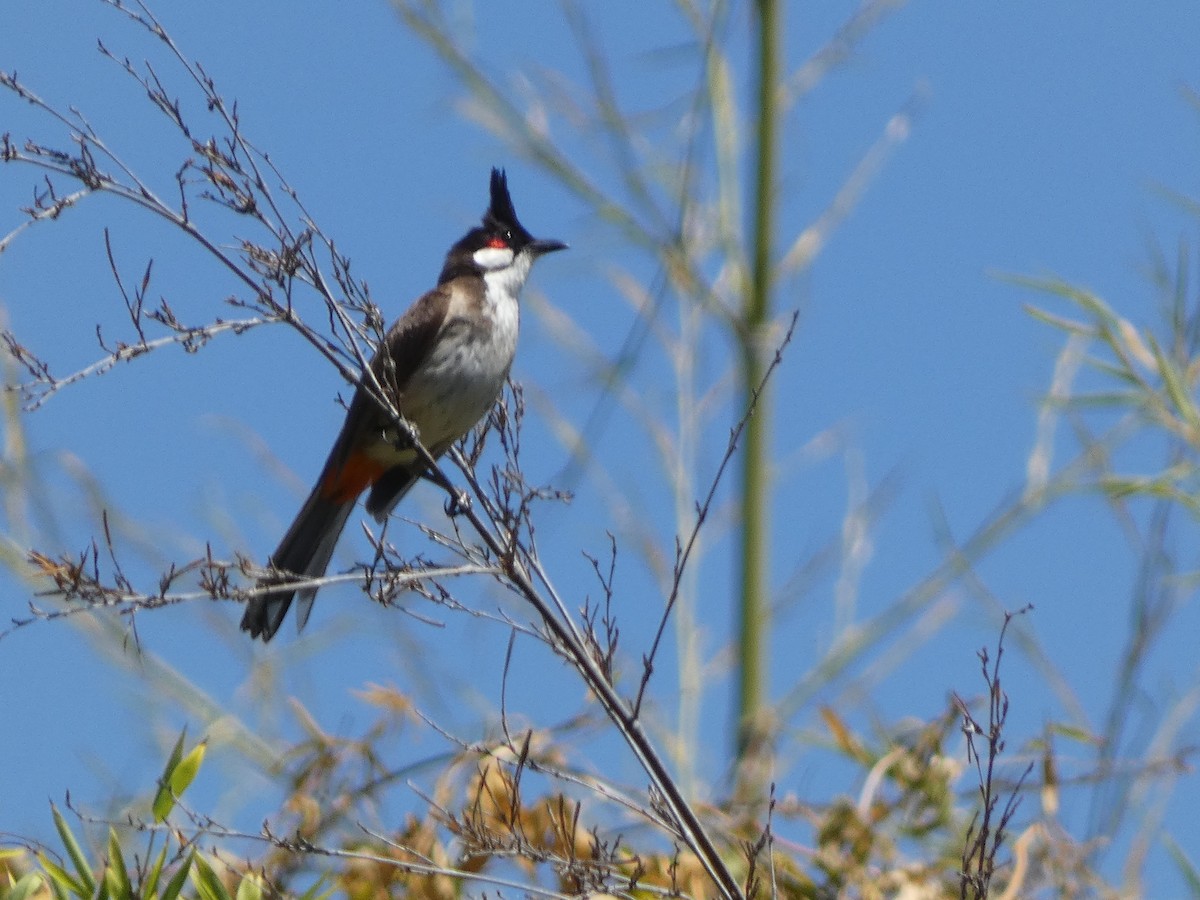 Bulbul masailgorria - ML645478034