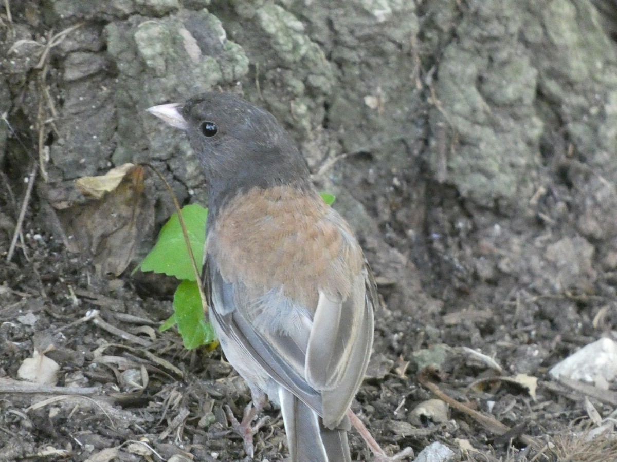 Dark-eyed Junco (Oregon) - ML645478039