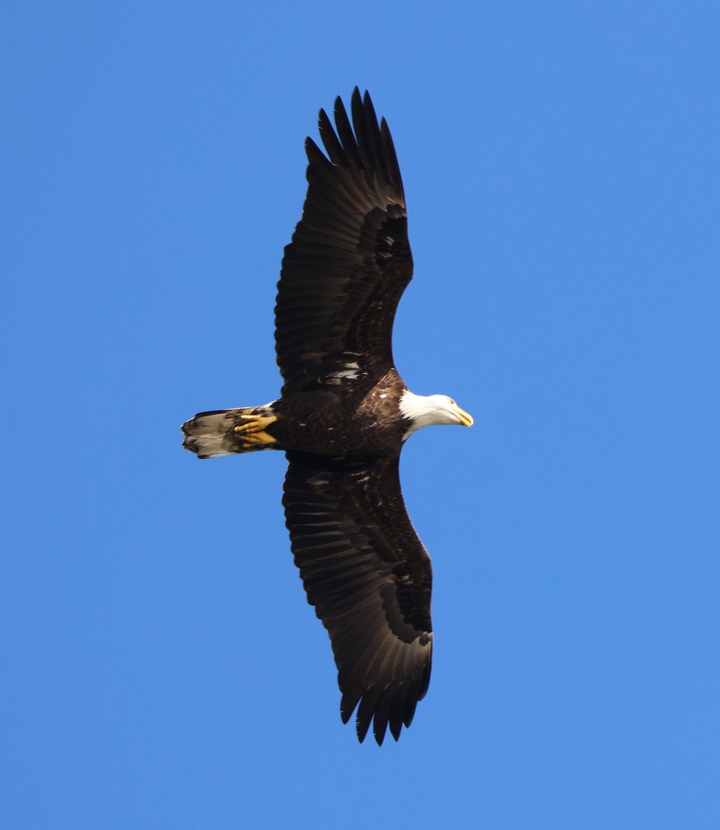 Bald Eagle - ML645478054