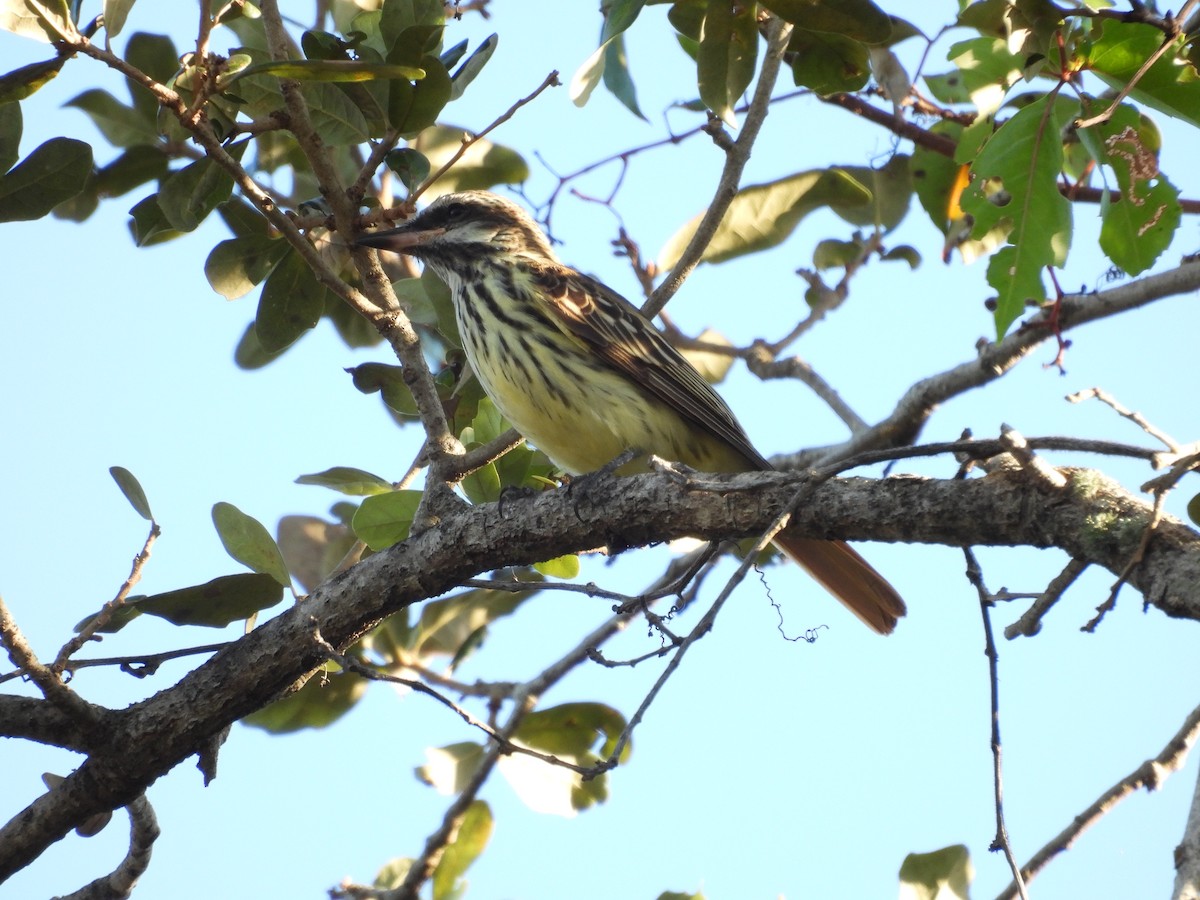 Sulphur-bellied Flycatcher - ML645478060
