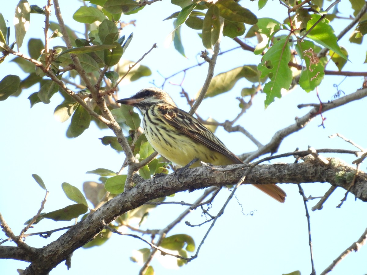 Sulphur-bellied Flycatcher - ML645478061
