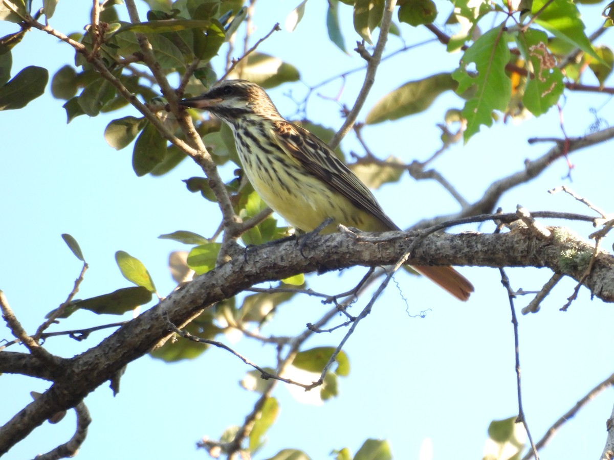 Sulphur-bellied Flycatcher - ML645478062