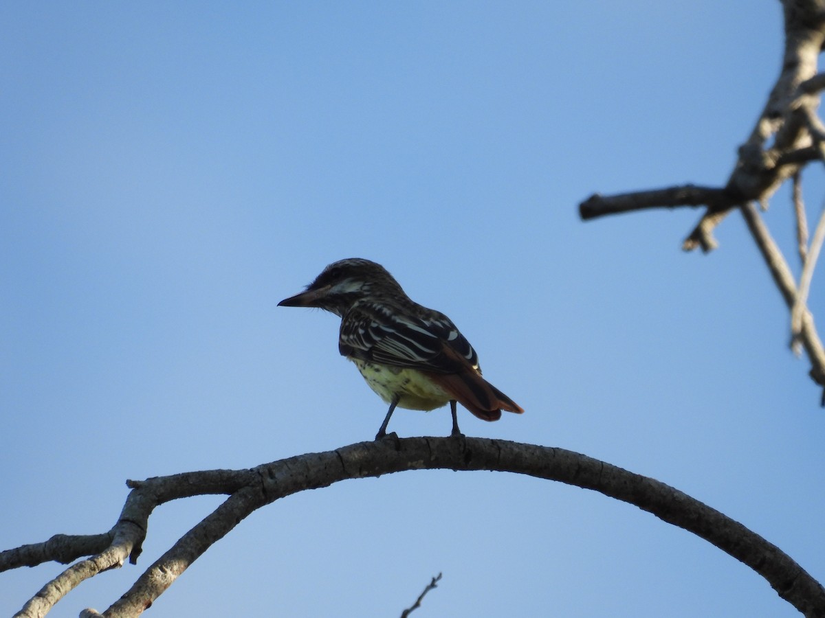 Sulphur-bellied Flycatcher - ML645478063