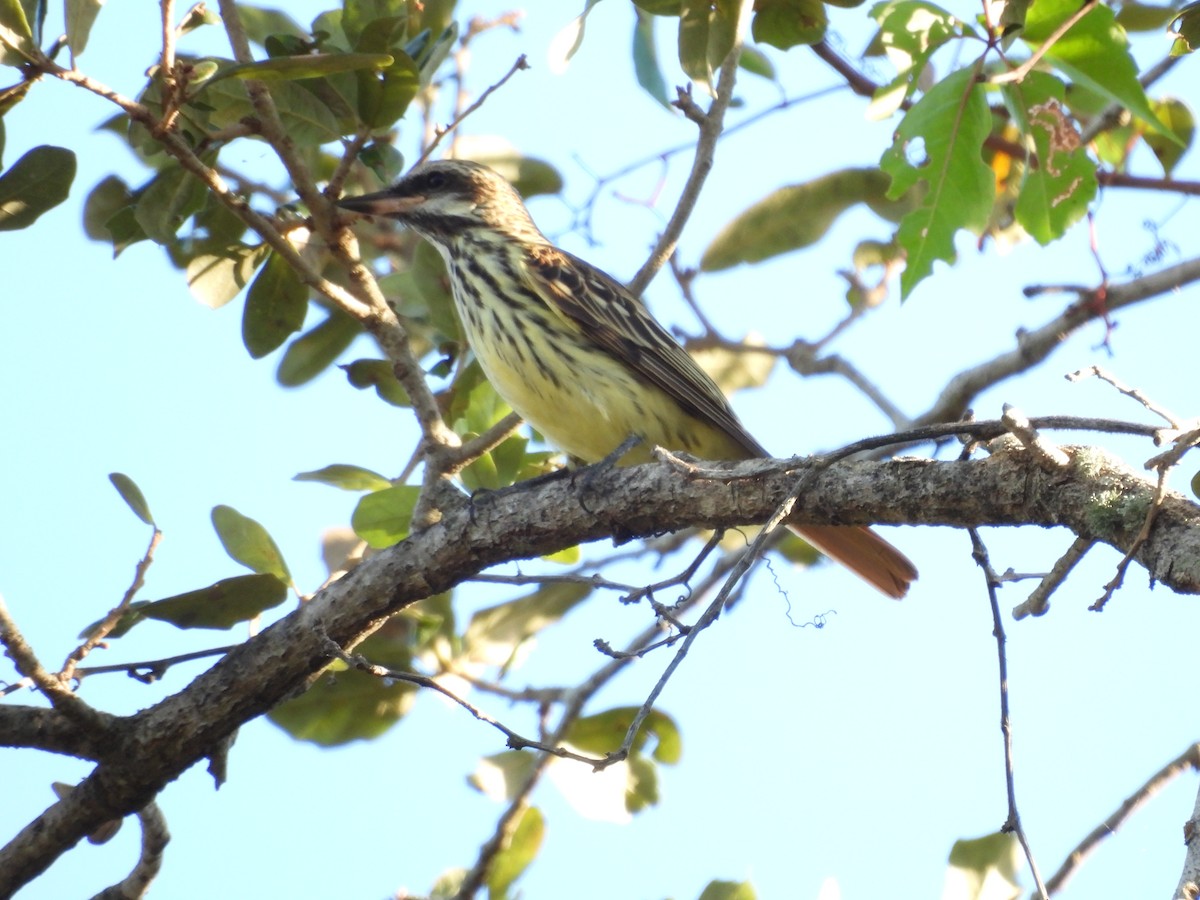 Sulphur-bellied Flycatcher - ML645478064
