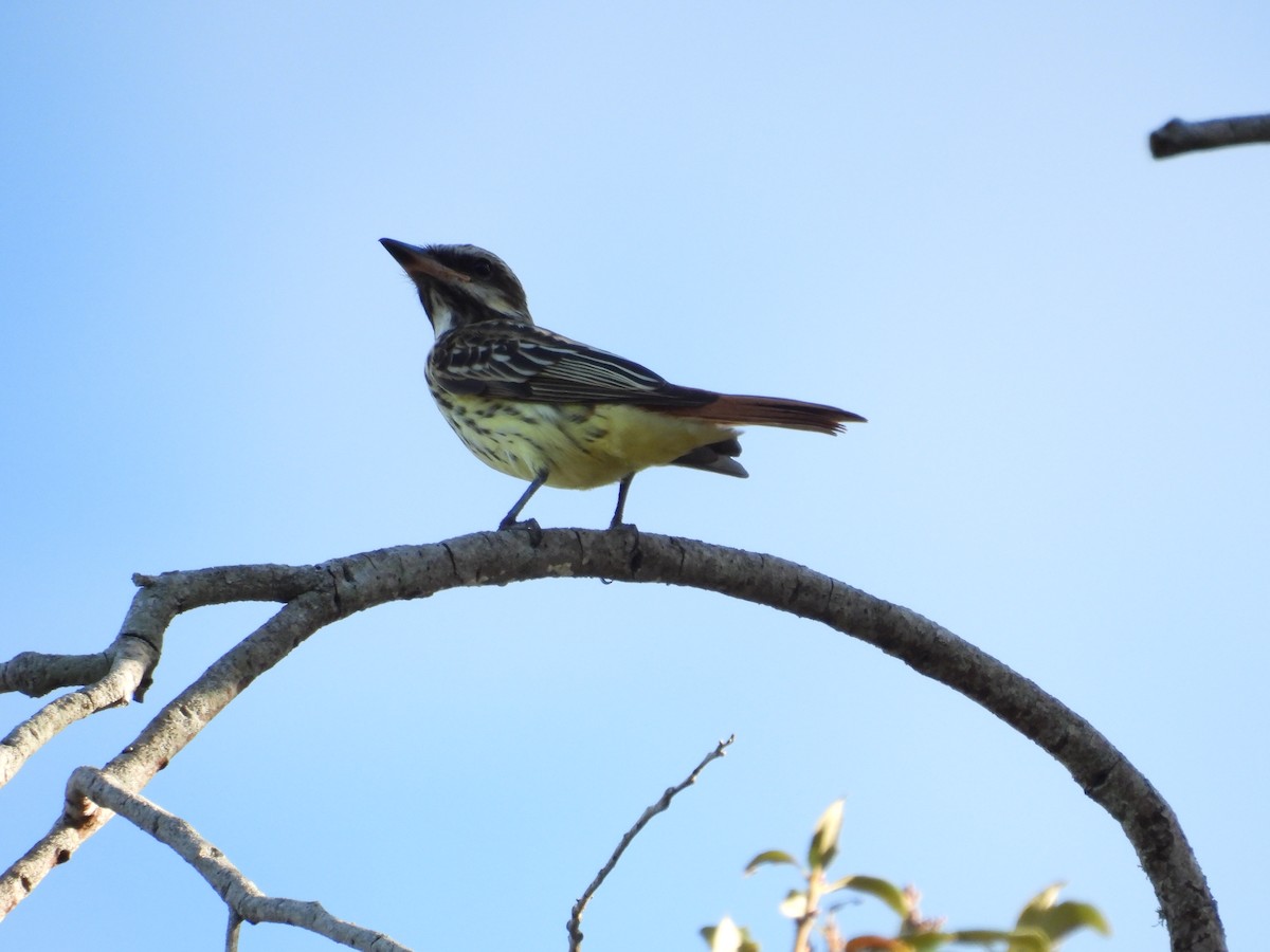 Sulphur-bellied Flycatcher - ML645478065