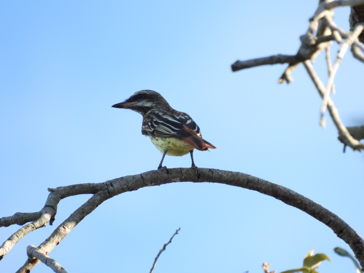Sulphur-bellied Flycatcher - ML645478067
