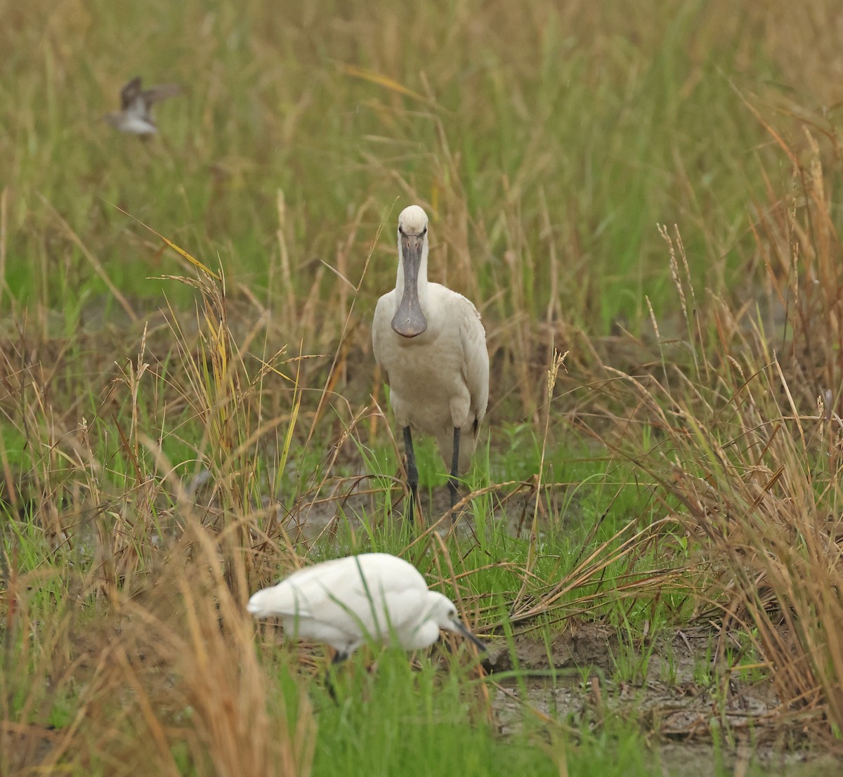 Mokozabal zuria - ML645478077