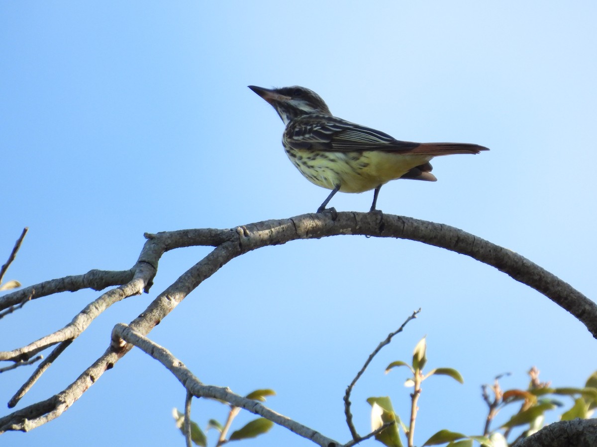 Sulphur-bellied Flycatcher - ML645478080