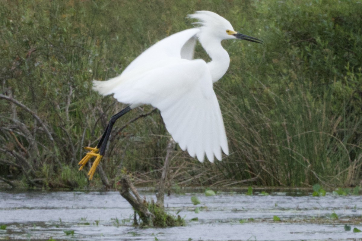 Snowy Egret - ML645478084