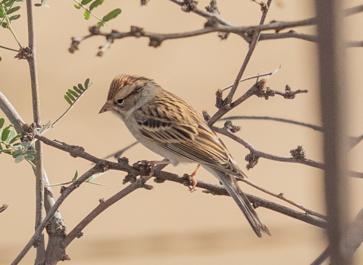 Chipping Sparrow - ML645478085