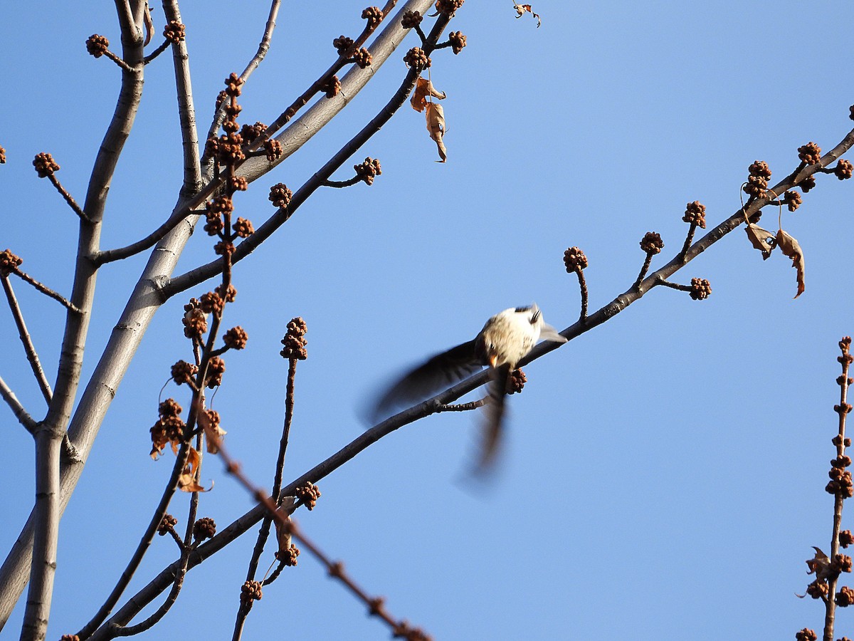 Txoka txikia - ML645478090