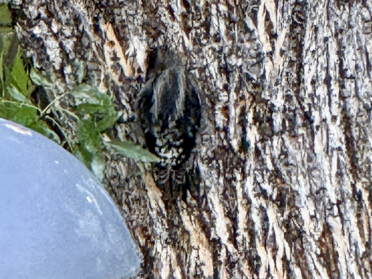 Red-naped Sapsucker - ML645478091