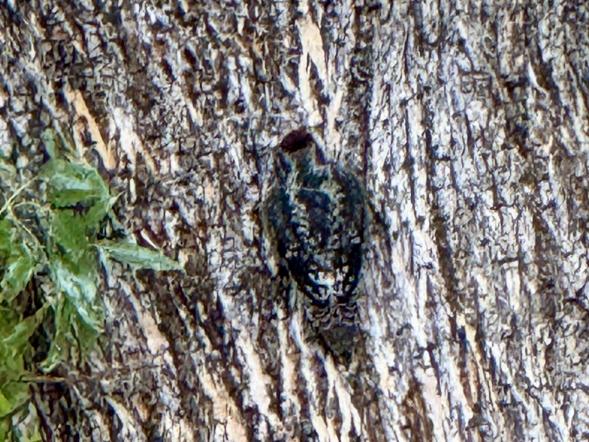 Red-naped Sapsucker - ML645478092