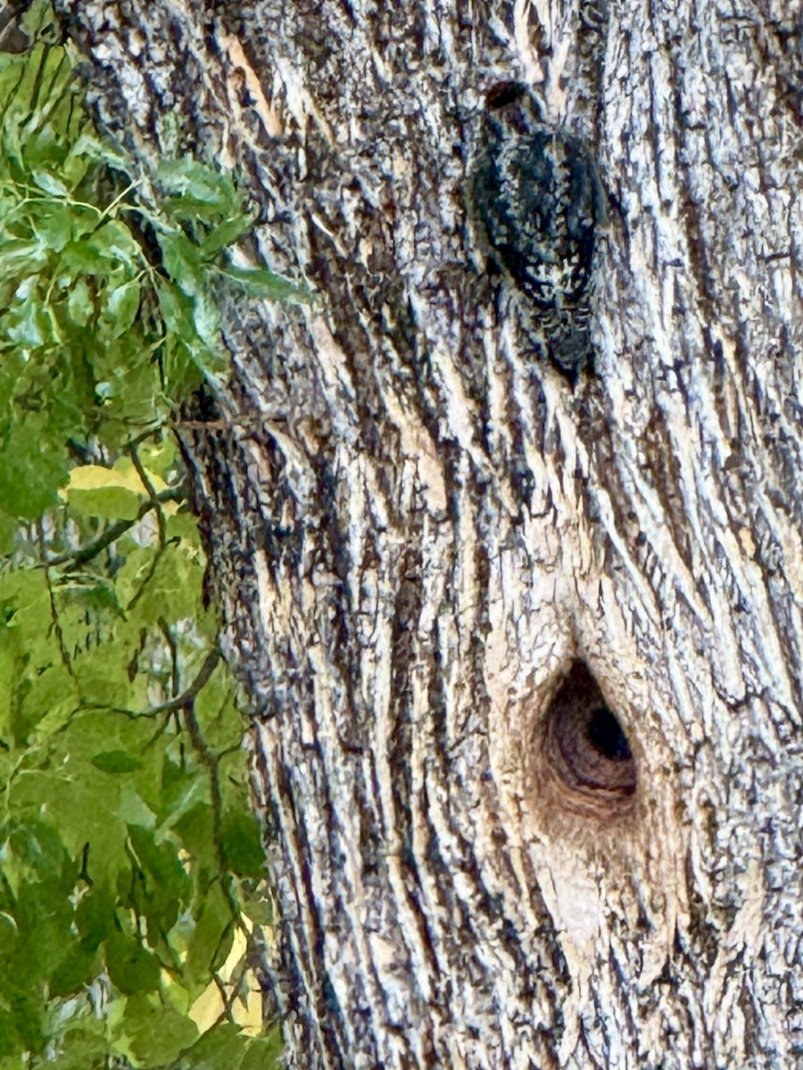 Red-naped Sapsucker - ML645478093