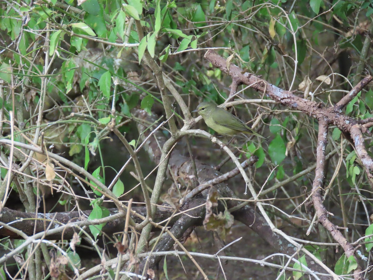 Orange-crowned Warbler - ML645478094