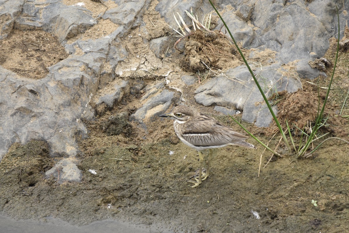 Water Thick-knee - ML645478095