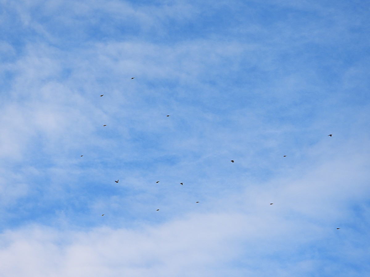 Txoka txikia - ML645478096