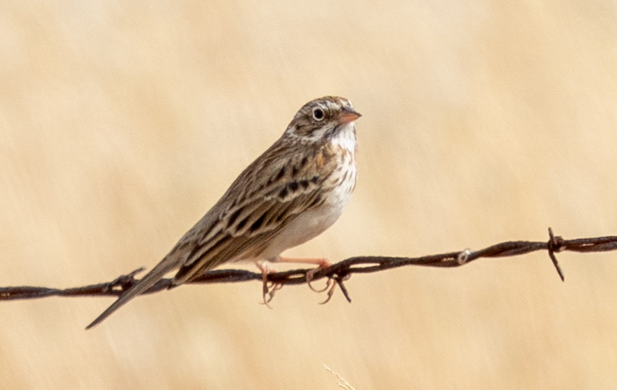Vesper Sparrow - ML645478097