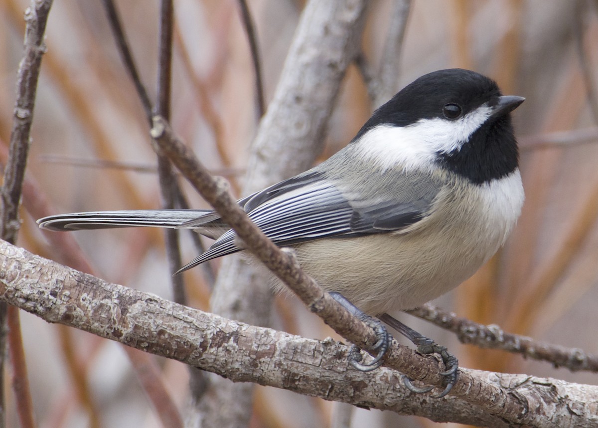 Black-capped Chickadee - ML645478099