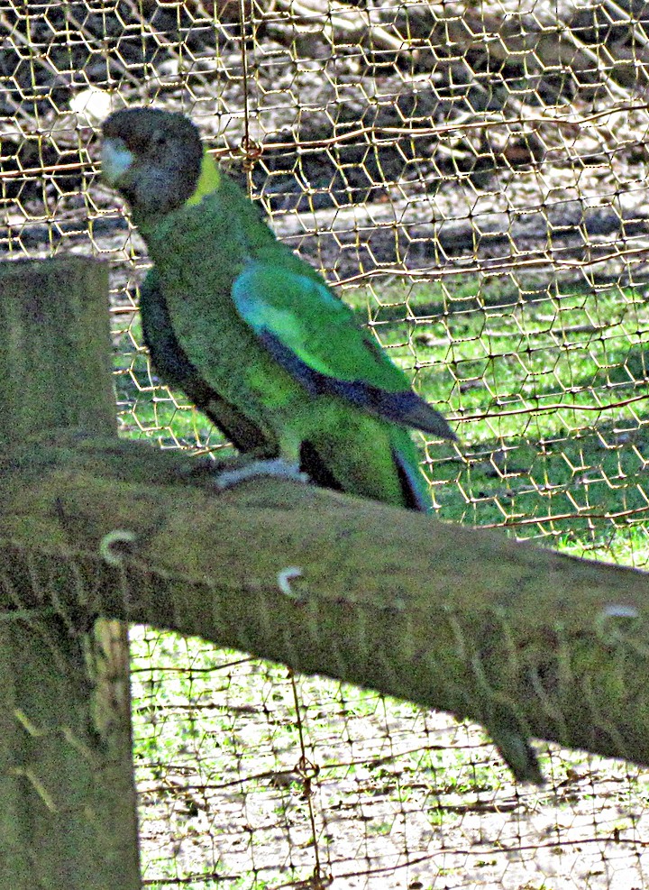 Australian Ringneck - ML645478102
