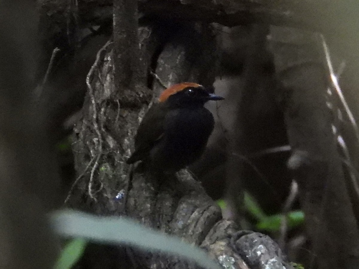 Rufous-capped Antthrush - ML645478103