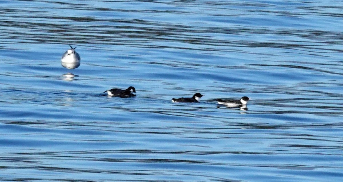 Pottorrotxo arrunta - ML645478105