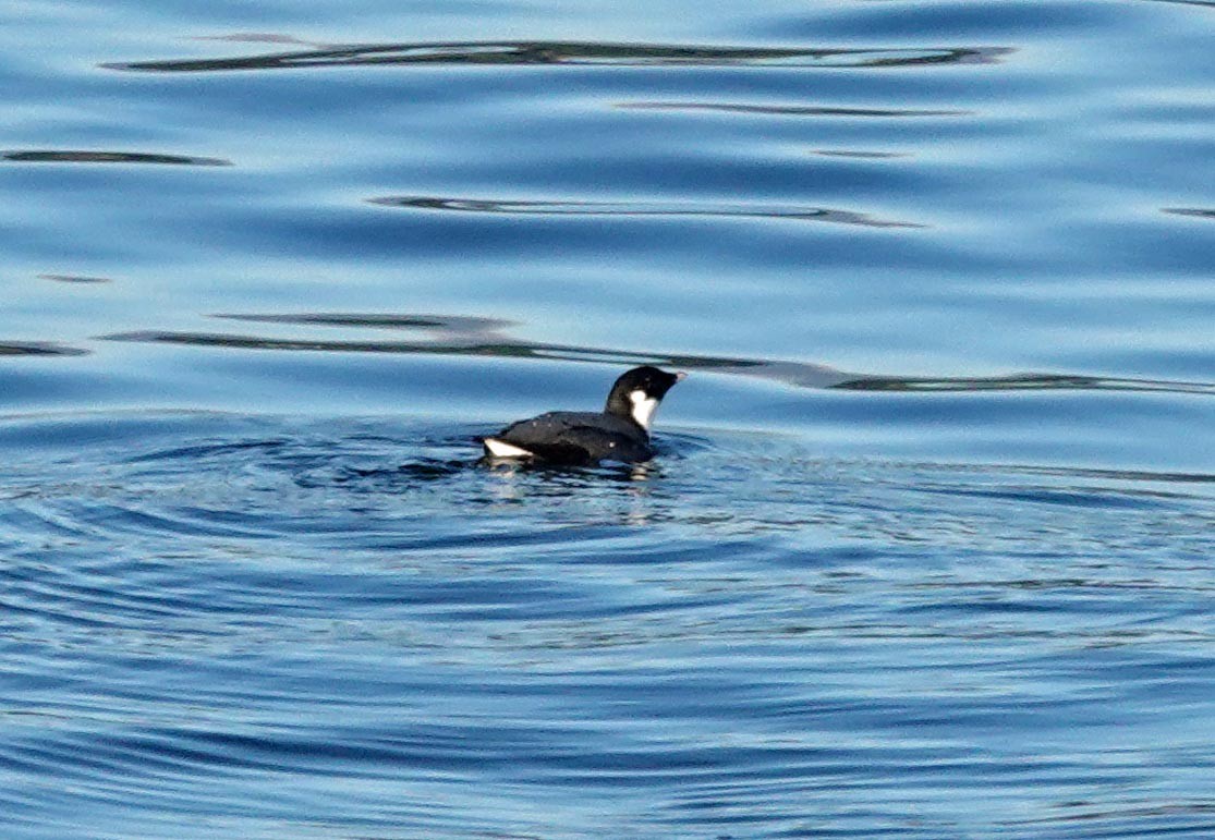 Pottorrotxo arrunta - ML645478106