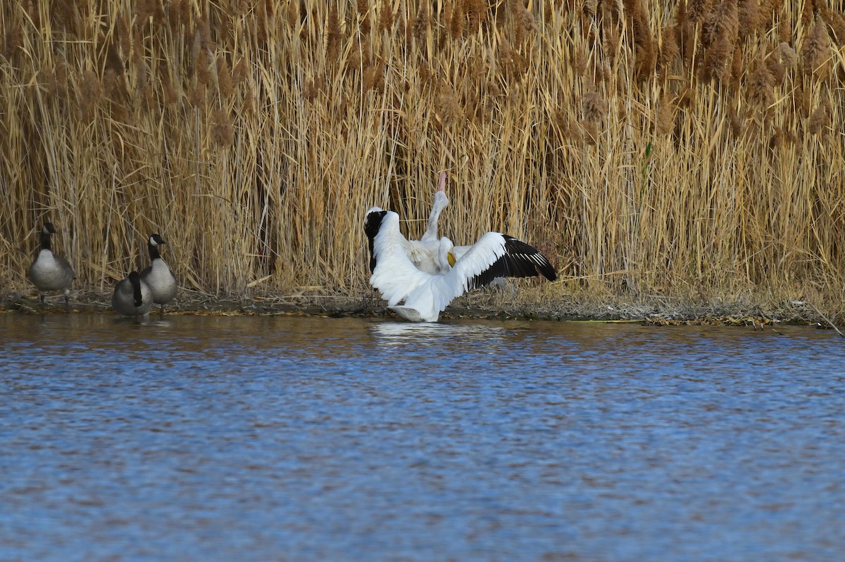 Pelikano zuri amerikarra - ML645478107